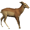 Sebastian, the handsome deer
